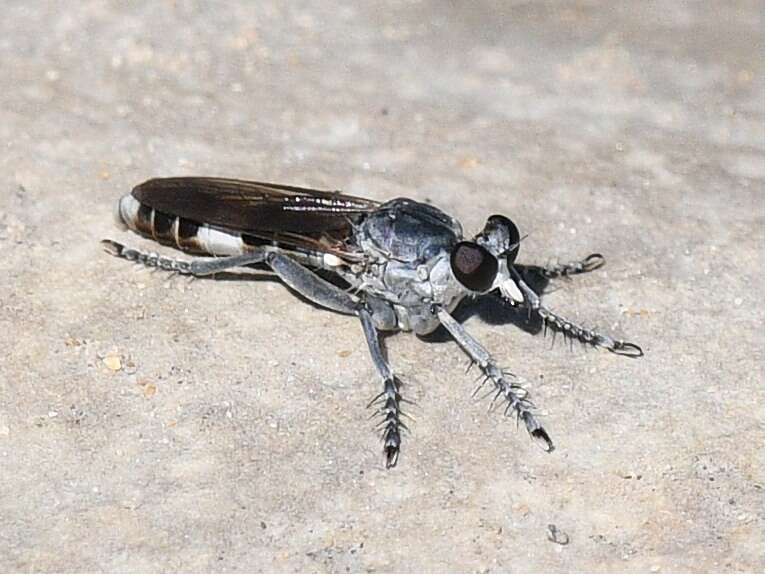 Image of Three-banded Robber Fly