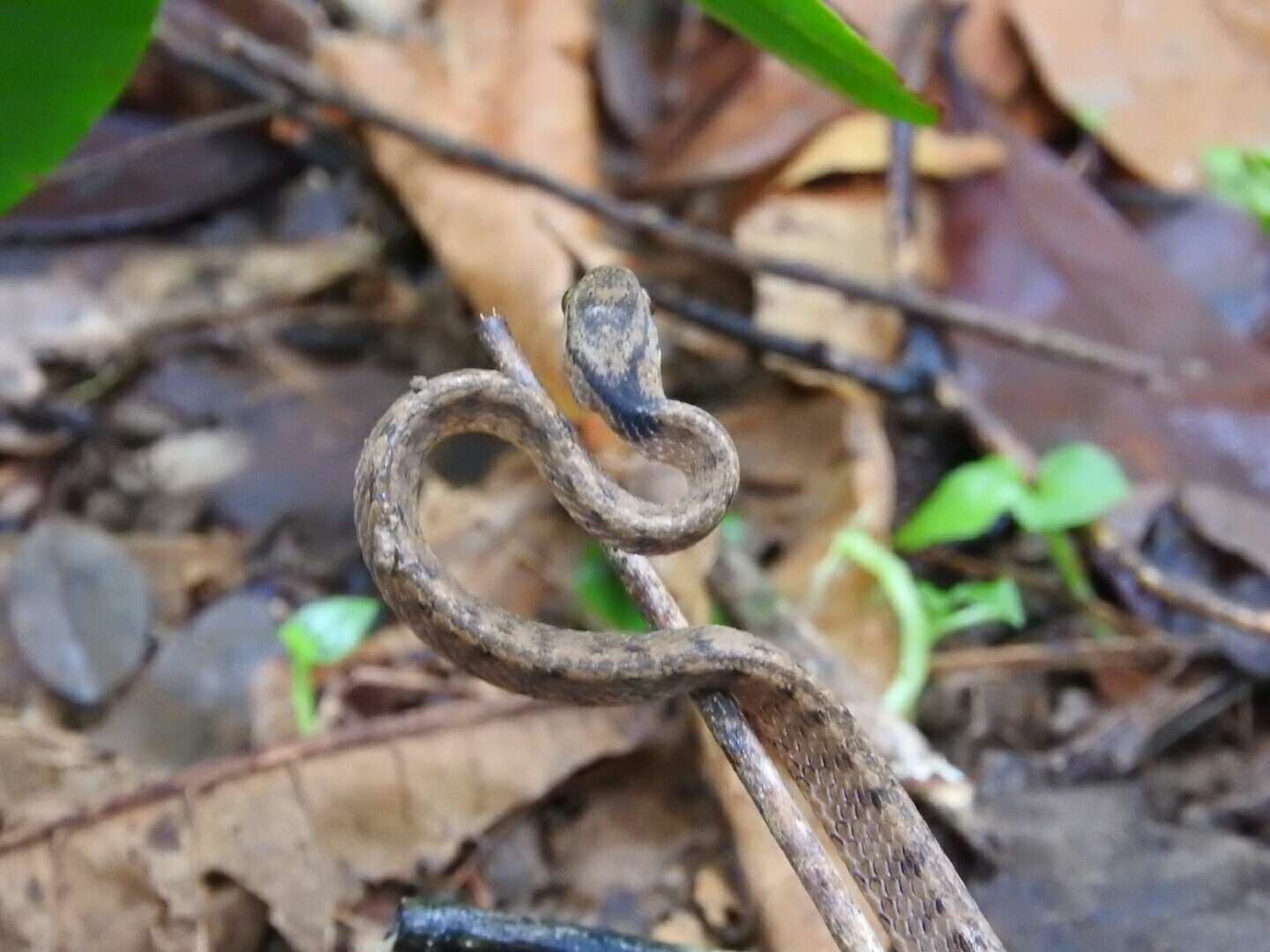 Imagem de Pareas carinatus (H. Boie 1828)