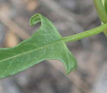 Image of Convolvulus capensis Burm. fil.