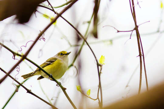 Plancia ëd Vireo griseus (Boddaert 1783)