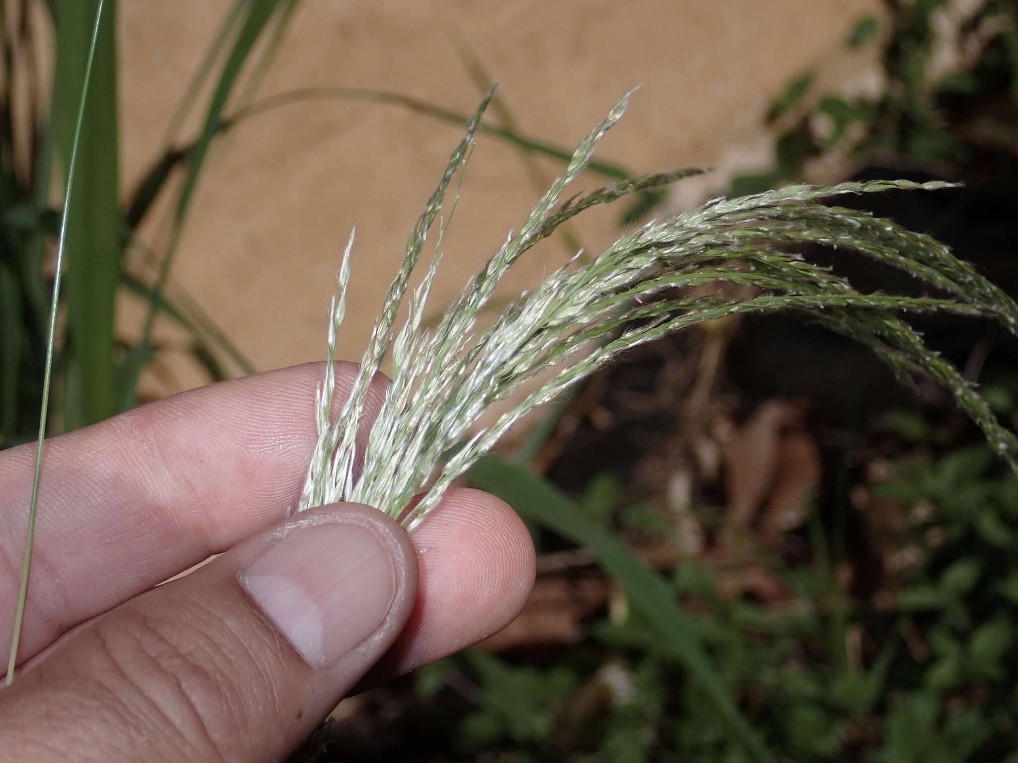 Image of sourgrass