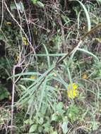 Image of swamp sunflower