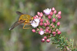 Image of Sisyromyia rutila (Walker 1849)