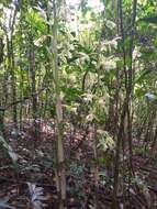 Image of Beyrich's hooded orchid