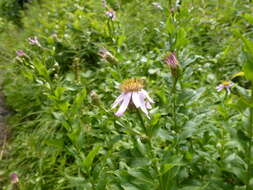 Image of Engelmann's aster