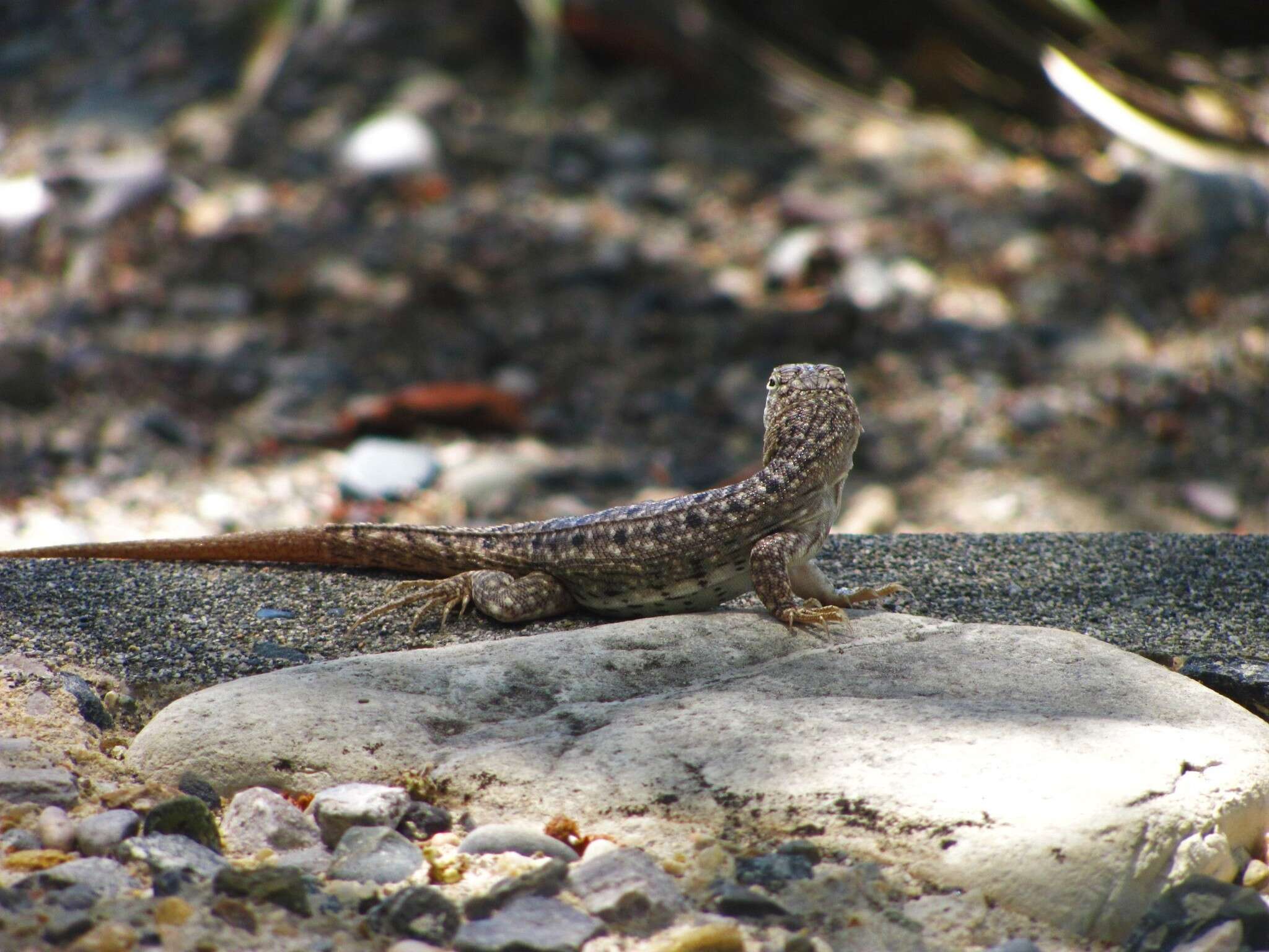 Image of Hispaniolan dune curlytail