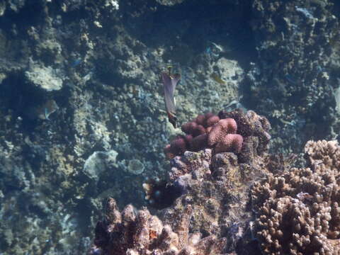 Image of Eastern Triangle Butterflyfish