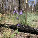 Image of Veronica arcuata (B. G. Briggs & Ehrend.) B. G. Briggs