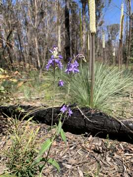 Image of Veronica arcuata (B. G. Briggs & Ehrend.) B. G. Briggs