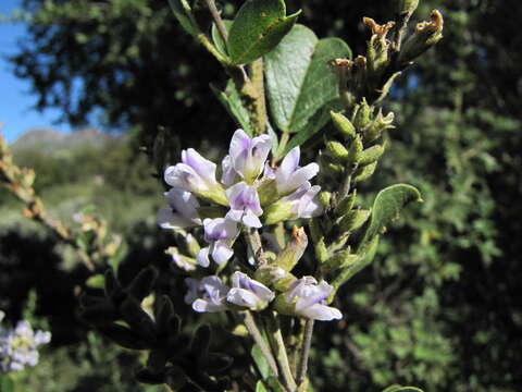 Image of Otholobium caffrum (Eckl. & Zeyh.) C. H. Stirt.