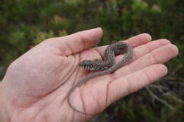 Image of Spotted Sandveld Lizard