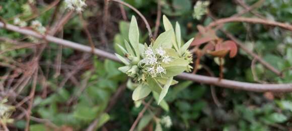 Слика од Symphorema involucratum Roxb.