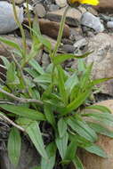 Image de Arnica angustifolia subsp. iljinii (Maguire) I. K. Ferguson