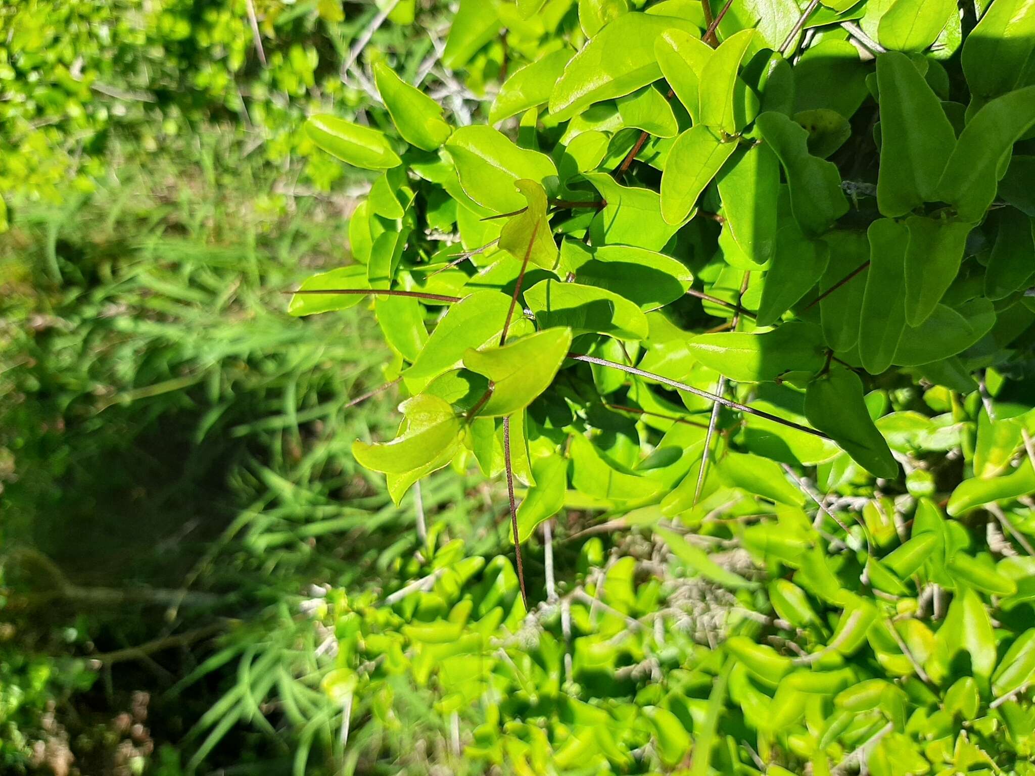 Image of Glossy sourberry