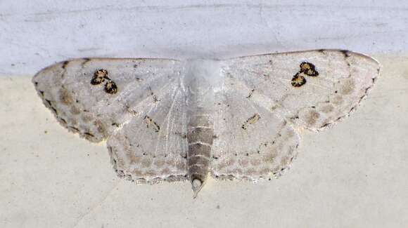 صورة Somatina omicraria Fabricius 1798