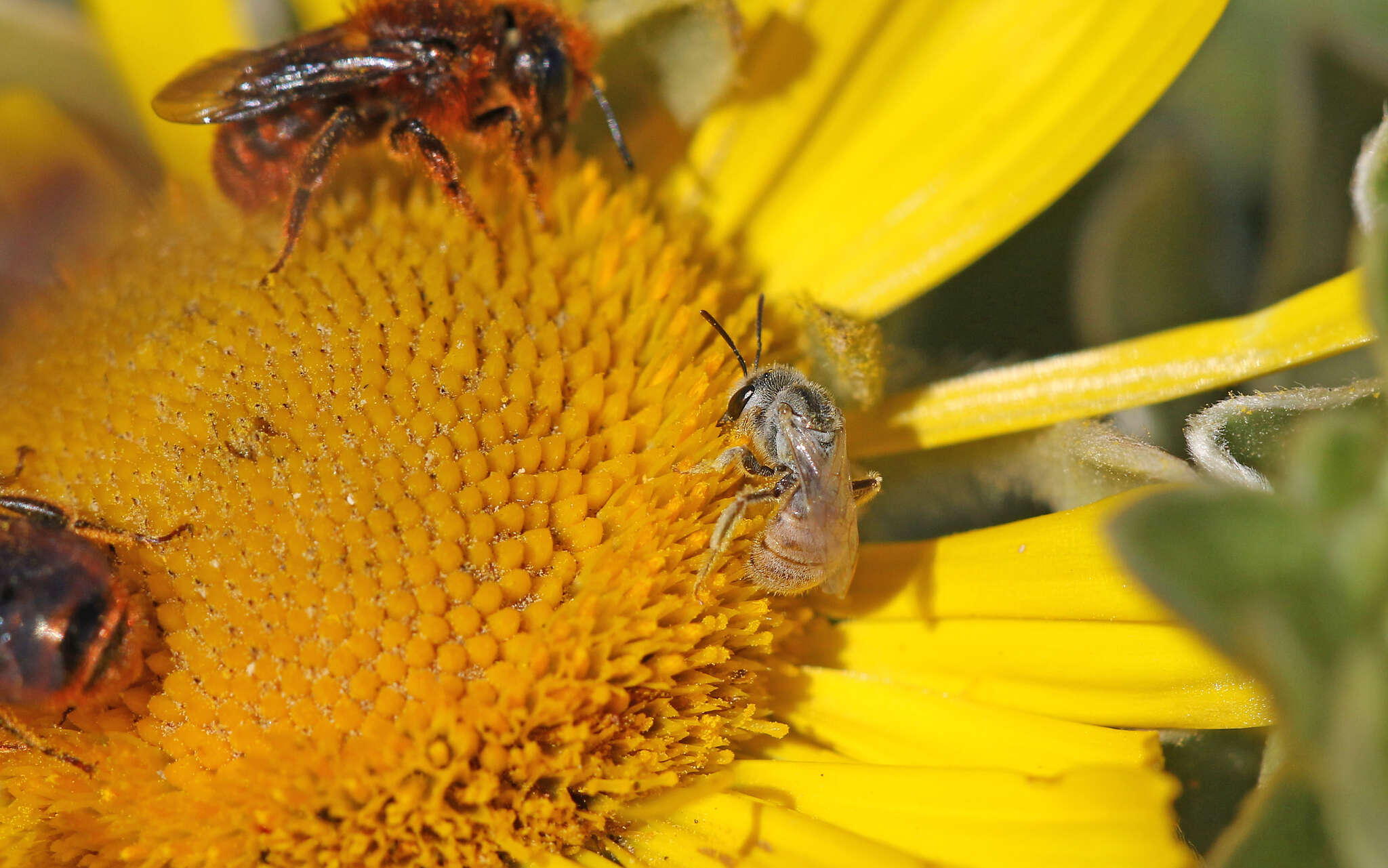 Image of Halictus concinnus Brullé 1840