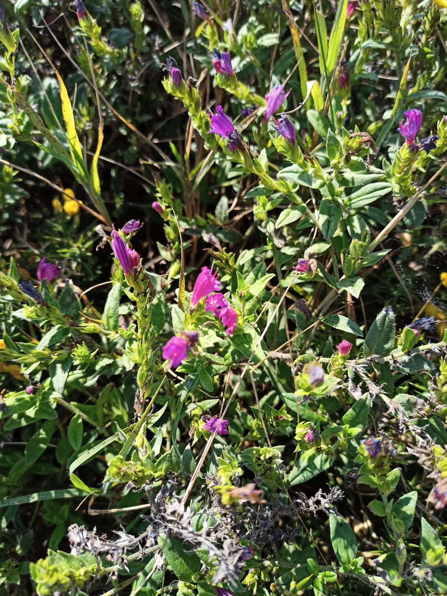 Plancia ëd Echium rosulatum Lange