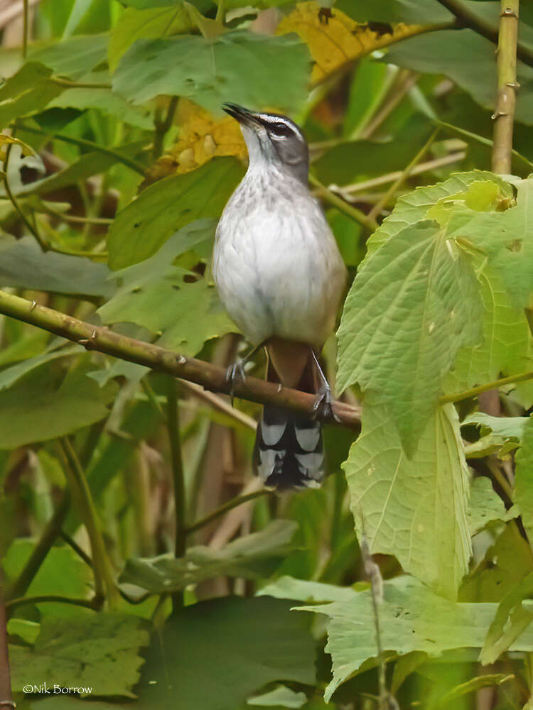 Image of Brown-backed Scrub Robin