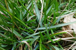 Imagem de Sesleria caerulea (L.) Ard.