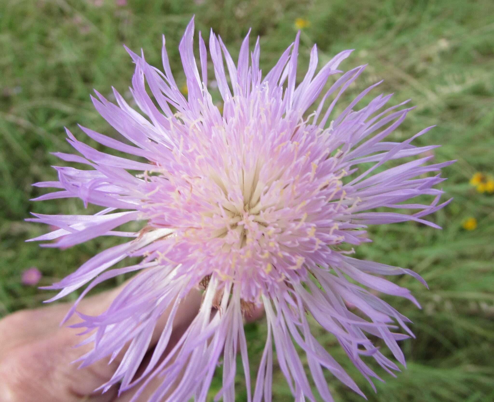 Plancia ëd Plectocephalus americanus (Nutt.) D. Don