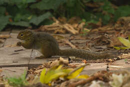 Plancia ëd Funisciurus carruthersi Thomas 1906