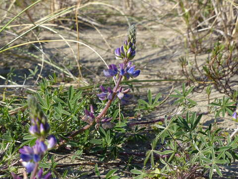 Image of seashore lupine