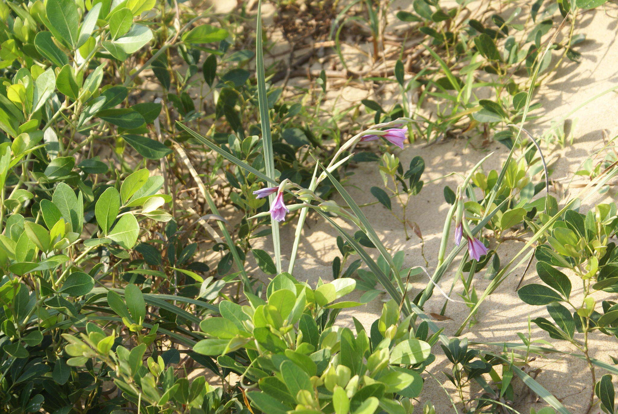 Plancia ëd Gladiolus gueinzii Kunze