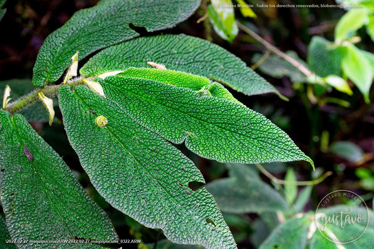 Plancia ëd Piper appendiculatum (Benth.) C. DC.