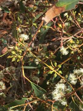 صورة Eucalyptus macrorhyncha F. Müll.