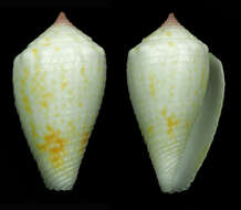 Image de Conus boeticus Reeve 1844