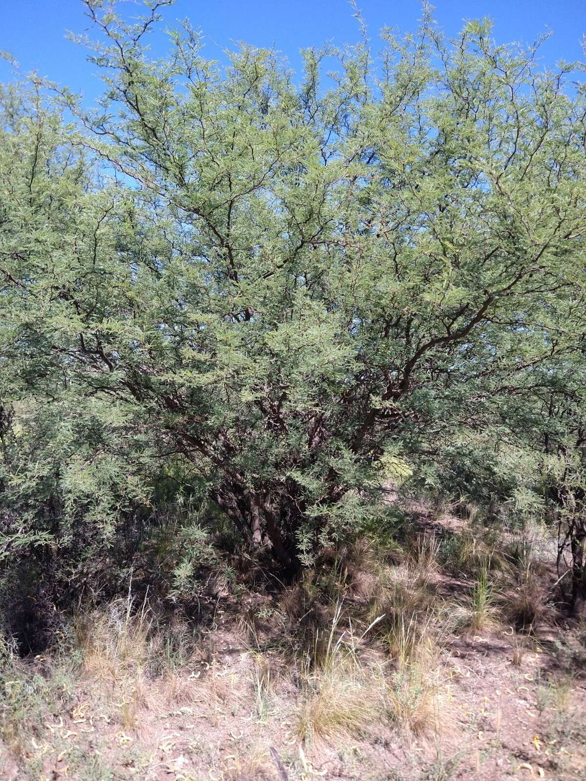 Image of Mesquite