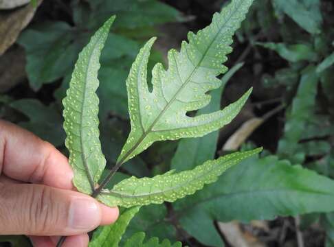 Image of Tectaria subtriphylla (Hook. & Arn.) Copel.