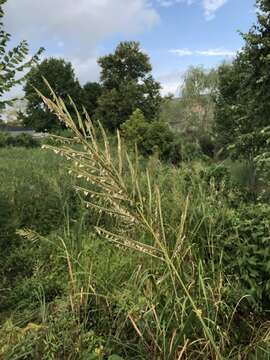 Image of Big Cord Grass