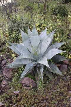 Image of Agave shrevei Gentry