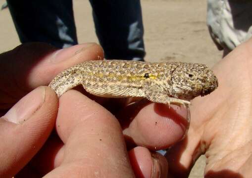 Liolaemus multimaculatus (Duméril & Bibron 1837) resmi