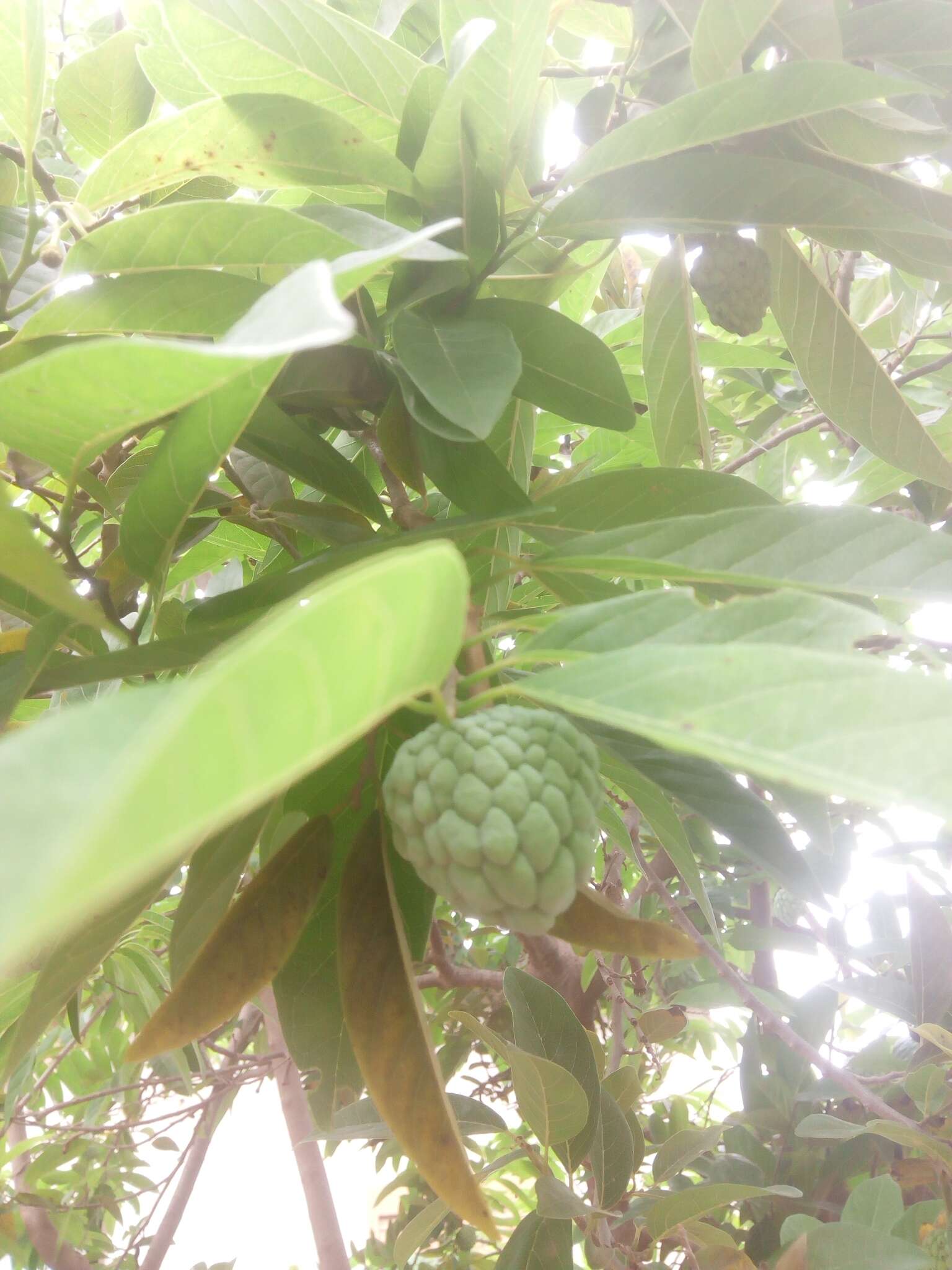 Imagem de Annona squamosa L.