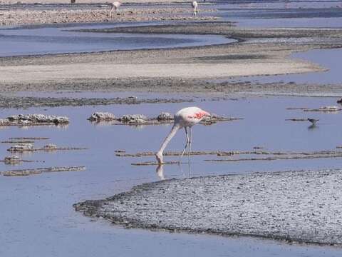 Imagem de Phoenicopterus chilensis Molina 1782