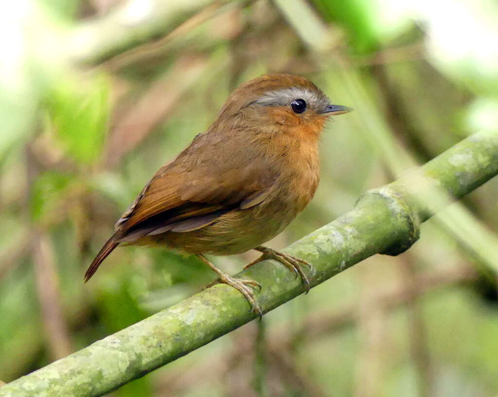 Image of Rufous Gnateater