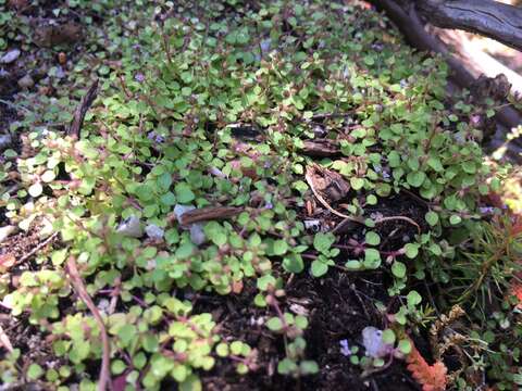 Imagem de Mentha requienii subsp. bistaminata Mannocci & Falconcini