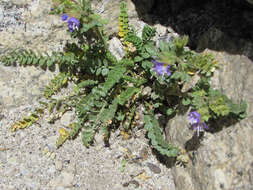 Image de Polemonium pulcherrimum subsp. pulcherrimum