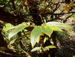 Image of Columnea verecunda C. V. Morton