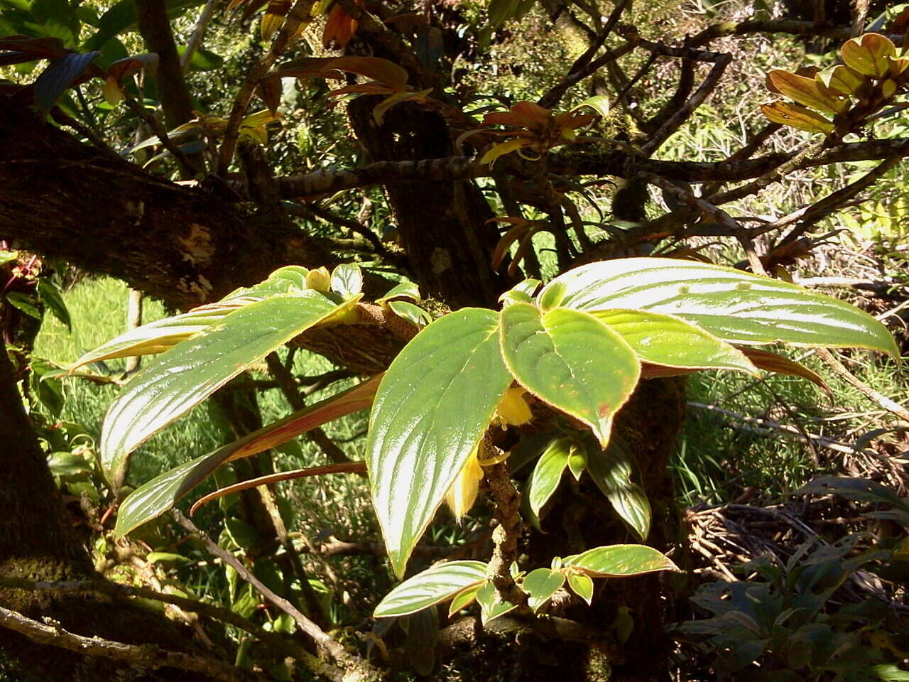 Image of Columnea verecunda C. V. Morton