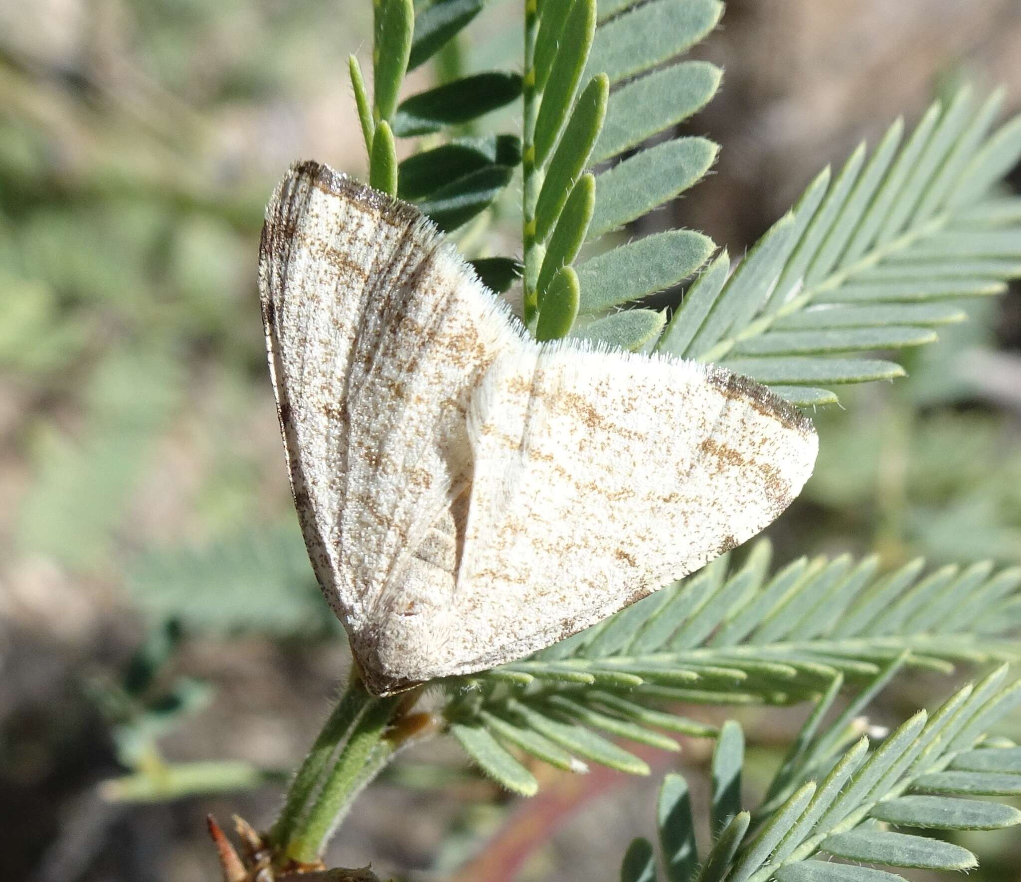 Sivun <i>Taeniogramma octolineata</i> kuva