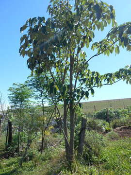 Image of Handroanthus albus (Cham.) Mattos