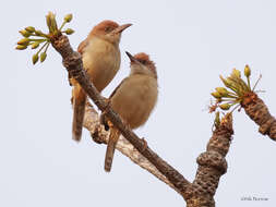 Imagem de Prinia erythroptera (Jardine 1849)