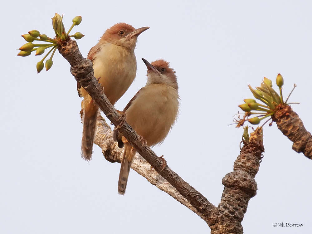 Image of Red-winged Prinia