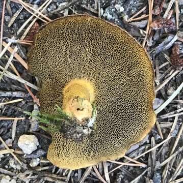 Imagem de Suillus tomentosus Singer 1960