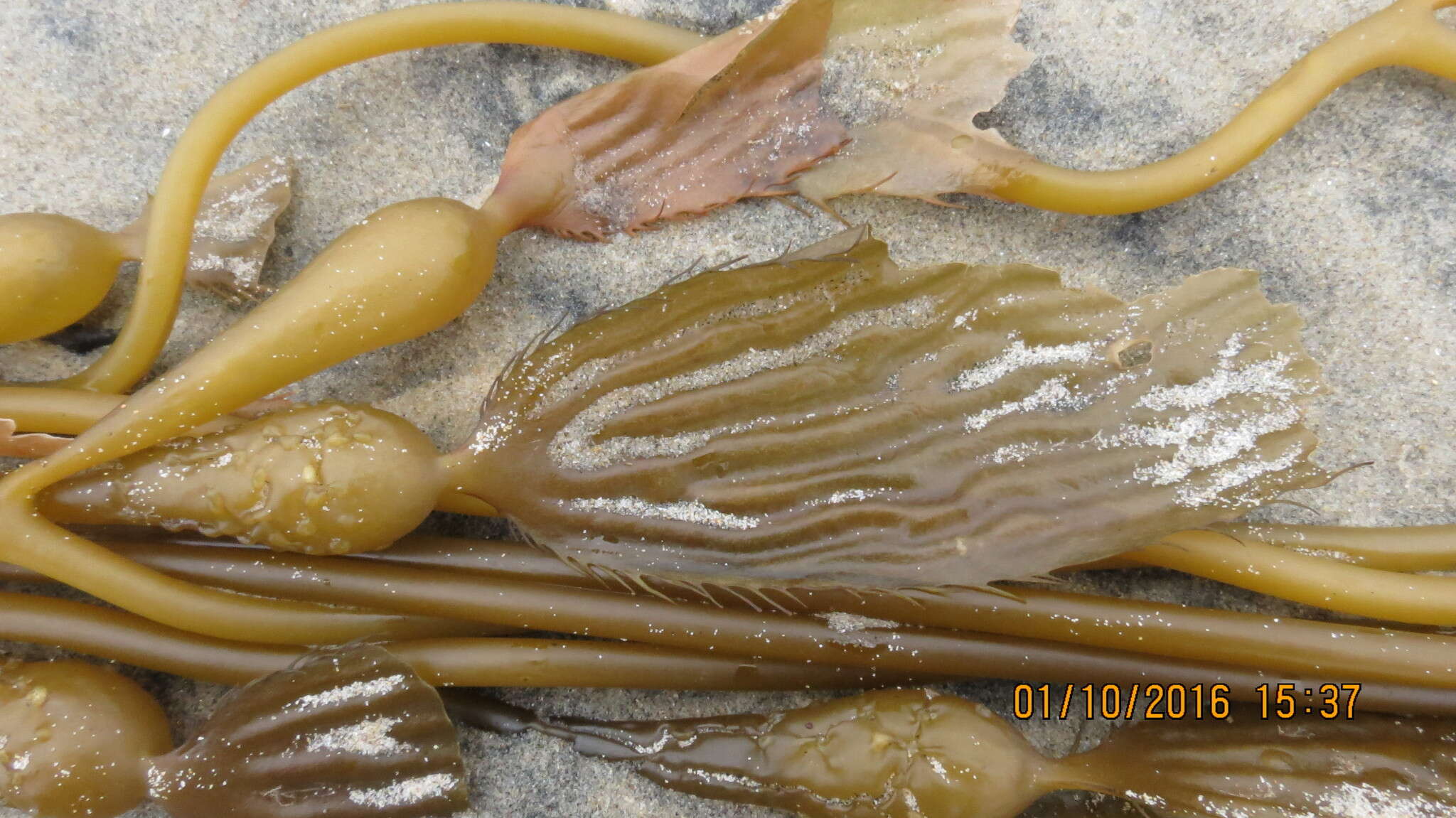 Image of Giant kelp