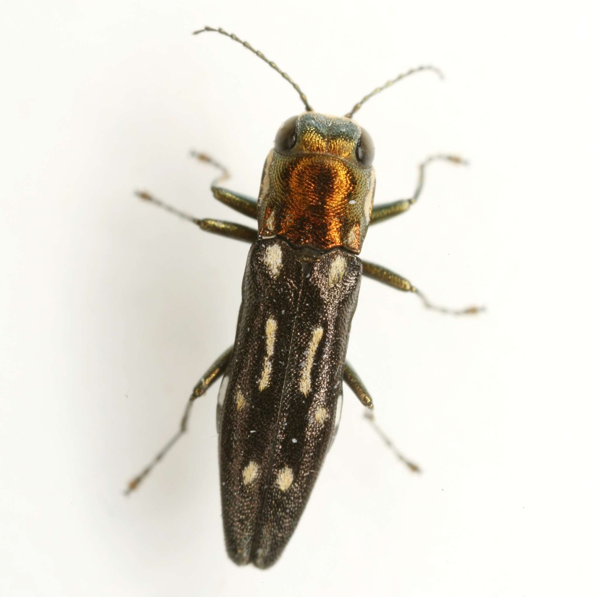 Image of Agrilus scitulus Horn 1891