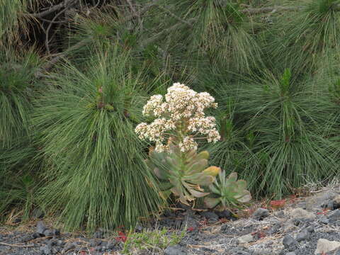 Image of Aeonium davidbramwellii H. Y. Liu